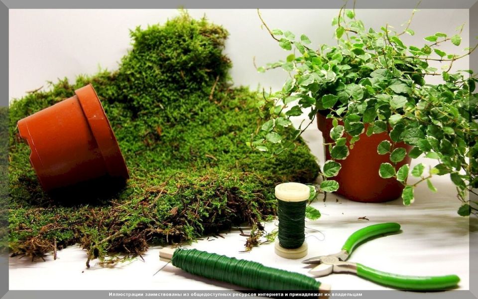 Как мох может приумножить урожай: неожиданные преимущества для дачников