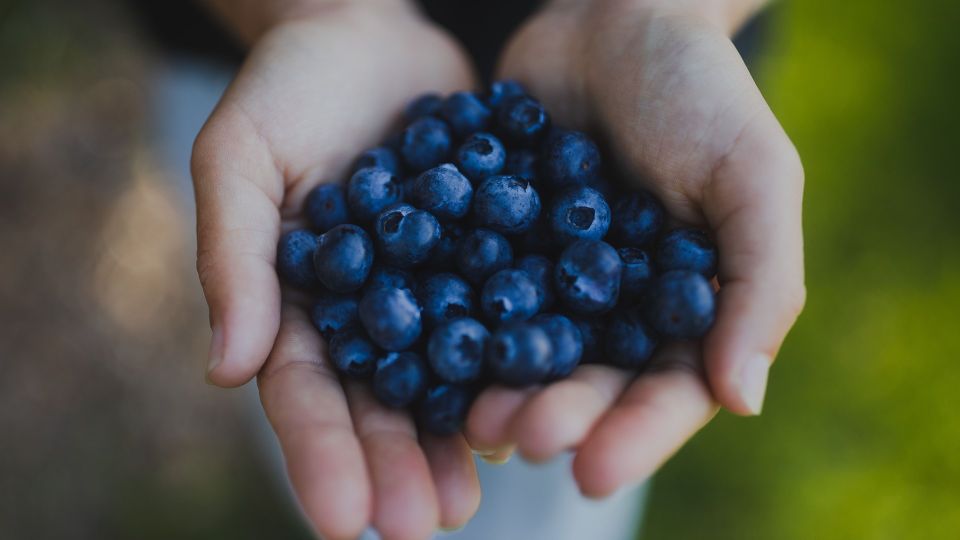 Не вздумайте собирать ягоды в этих местах: аукнется больничной койкой