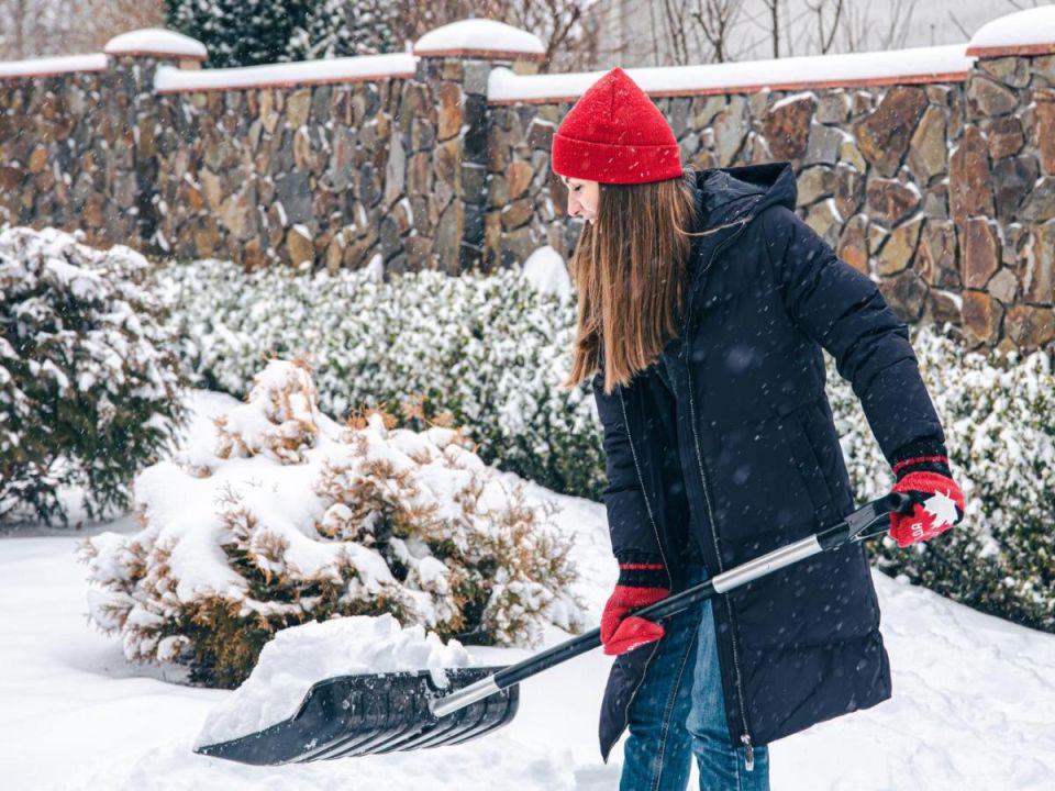 Как защитить сад от грызунов после снегопада: полезные советы для садоводов