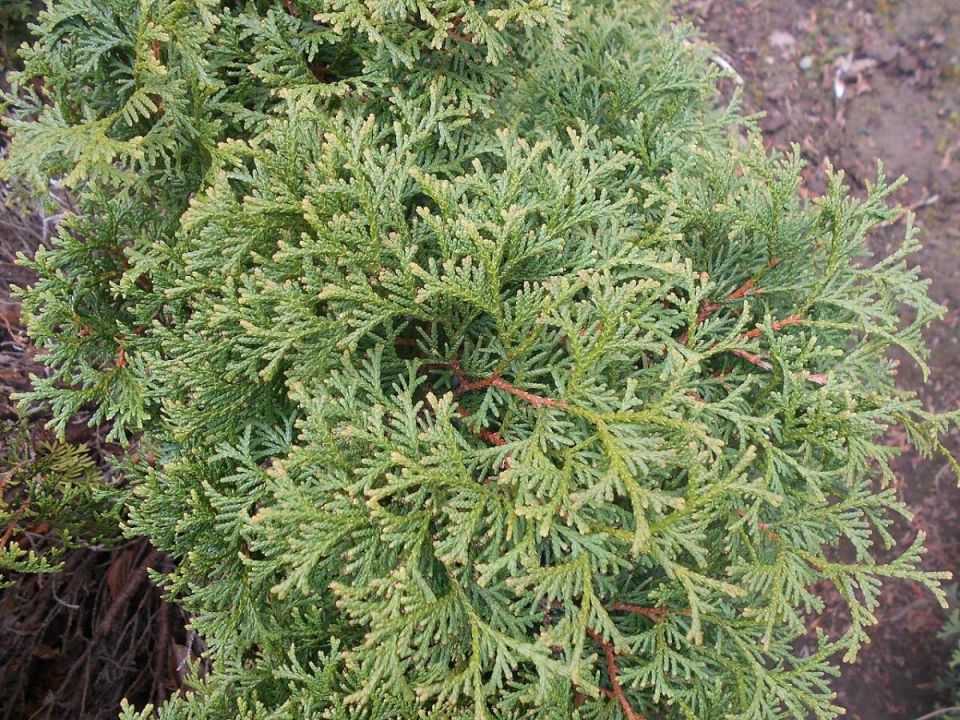 ���������� ���� ���: �������� ������� � ������ �������