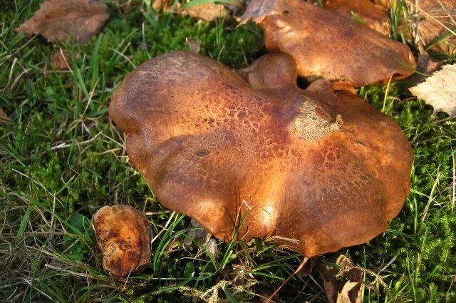 �����, �� ������� ����� ��������� ��������: ����� ���������������� ���������