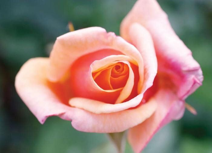 ���� ����������� �������� ��� ������������ �������� �����