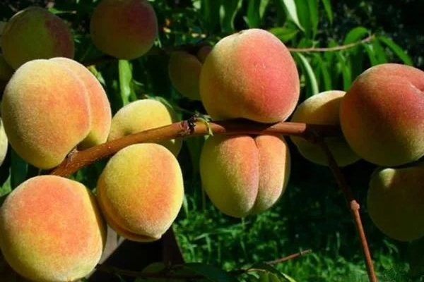 ������ �������: ��������� ����� ��� ��������� � �������� �������� �������