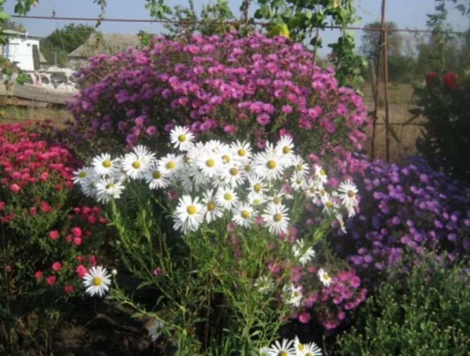 Яркие акценты осеннего сада: цветы, которые не позволят скучать