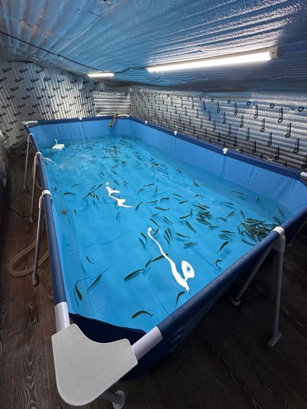 Слабосолёная форель: как домашние рыбаки делают вкусный деликатес