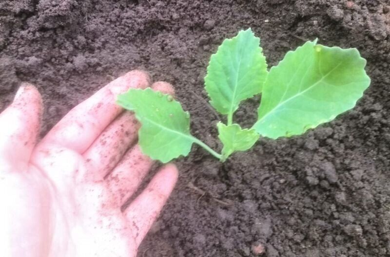 ��� ��������� �������� �������, ����� �������� ���������� ��������?