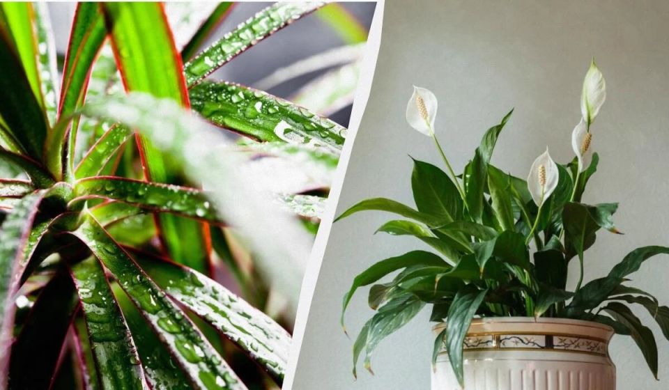 Растения для комнат без окон: как создать зелёный уголок там, где нет света