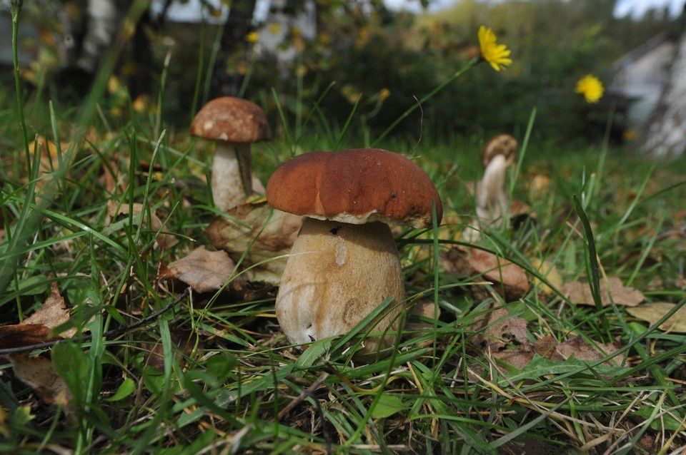 ��������� �������: ����� ����� ������� ������� � ��������