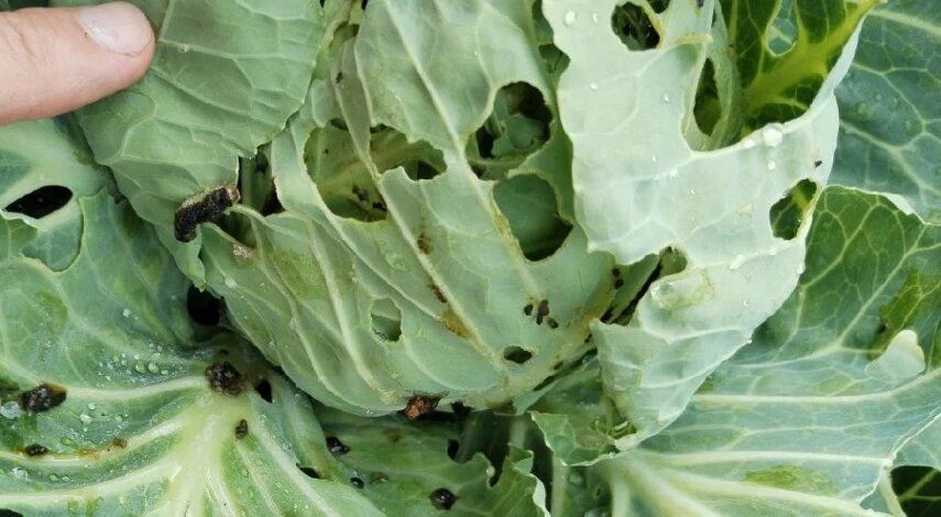 ������������ �������: ��� �������� ���� ������ �� ����������