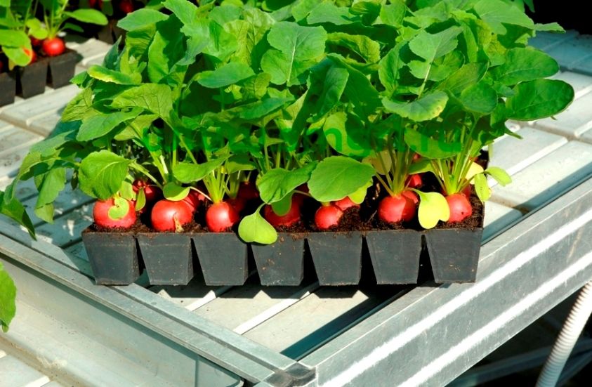 Редиска на подоконнике: секреты успешного урожая