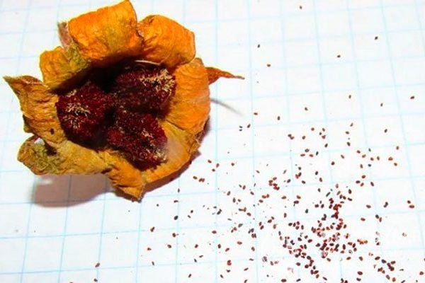 ����������� ������� �� �����: ���� � ����� ������