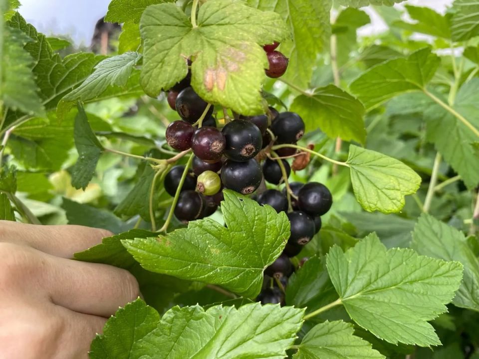 ������� ���� �� ����������: ������� ����������� ������ �� ����������