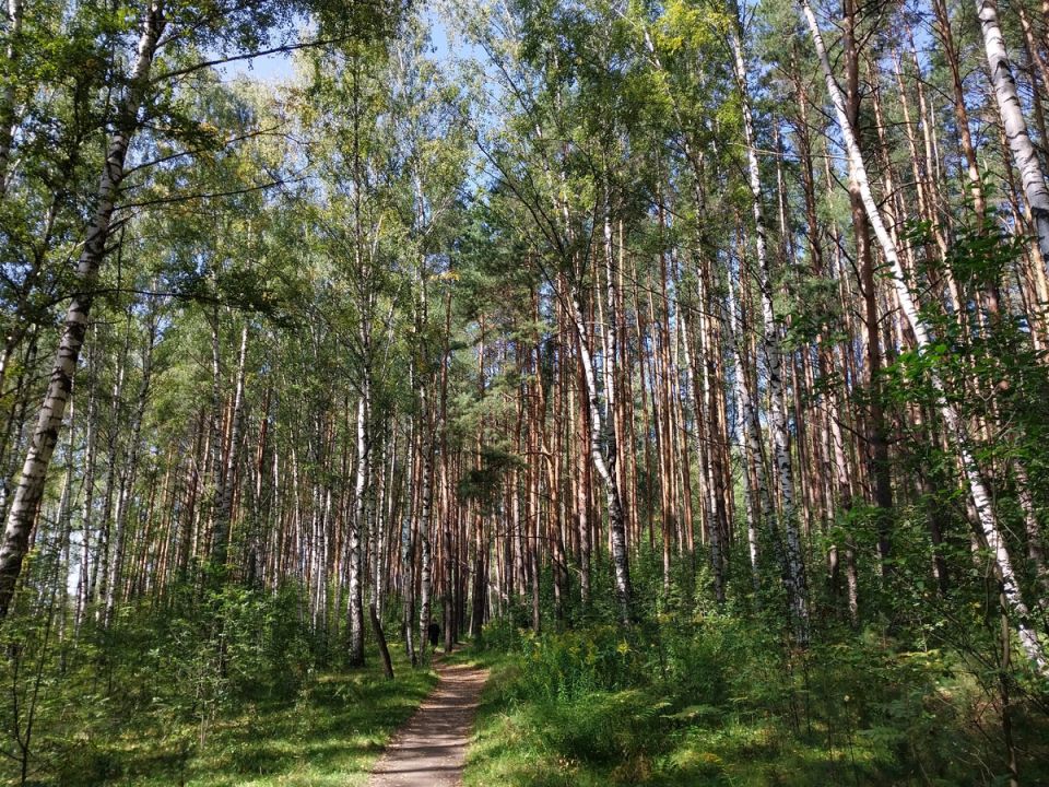 ��� ���������� ����� ����� �������� ��������: ���� ����������� ��������