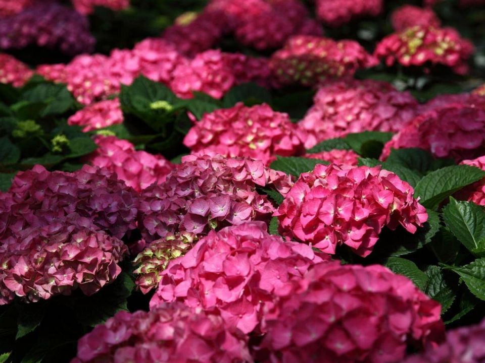 ������ ������� ���������: ��� ��� ������ �� �������� � ����� ������