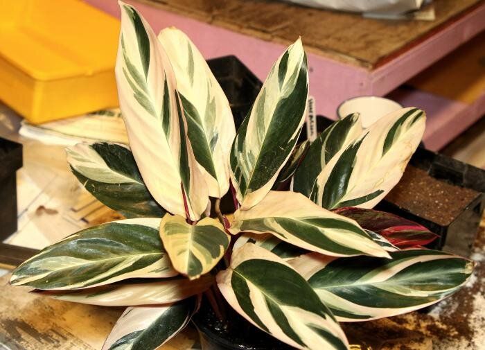 ��������� ��������, ��������� ������������ �����: ���������� � �������������