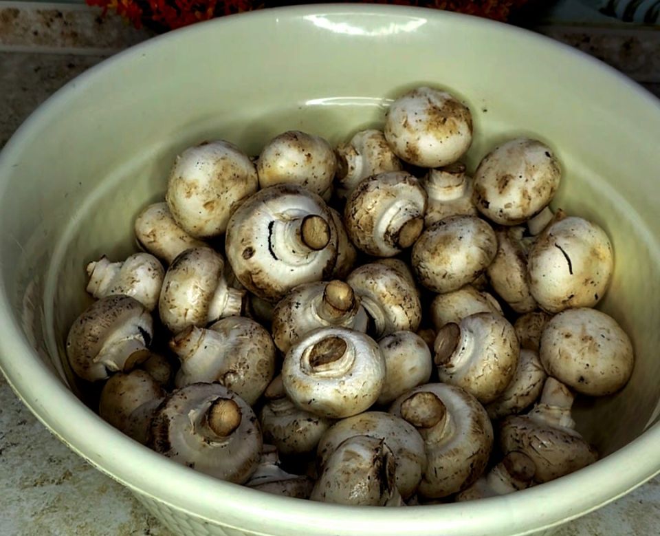 ����������� ������ ������ ������ �����������