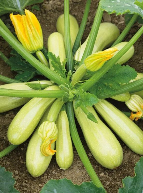 ������ ������� ����� ������������ ���������: ��� �����, ��� �� ����� �� ������