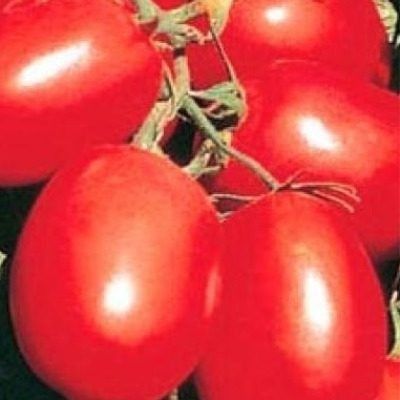 ����� ��������� �������: ������� ��������� ����������� � �������� ��������