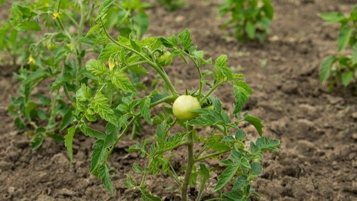 разочарование в полосатых томатах: какие сорта не стоит сажать