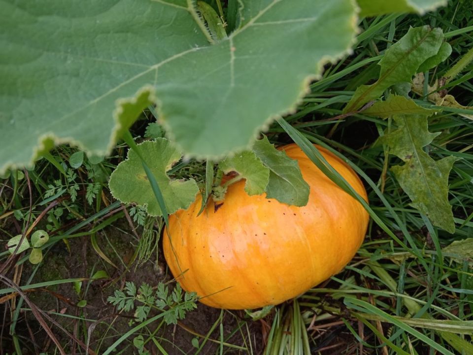 Как добиться богатого урожая тыквы: секреты успешной посадки