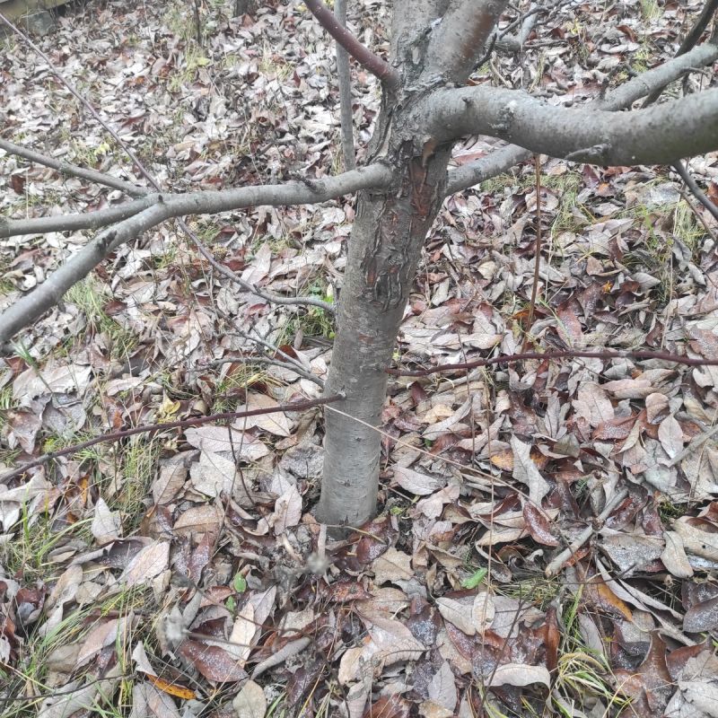 ��� ���������� � �������� �������� � �������� ������