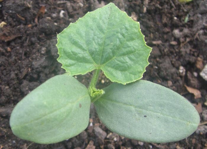 ��� ������� ������ ������� ������ � ������� �� ���� �������� ���������