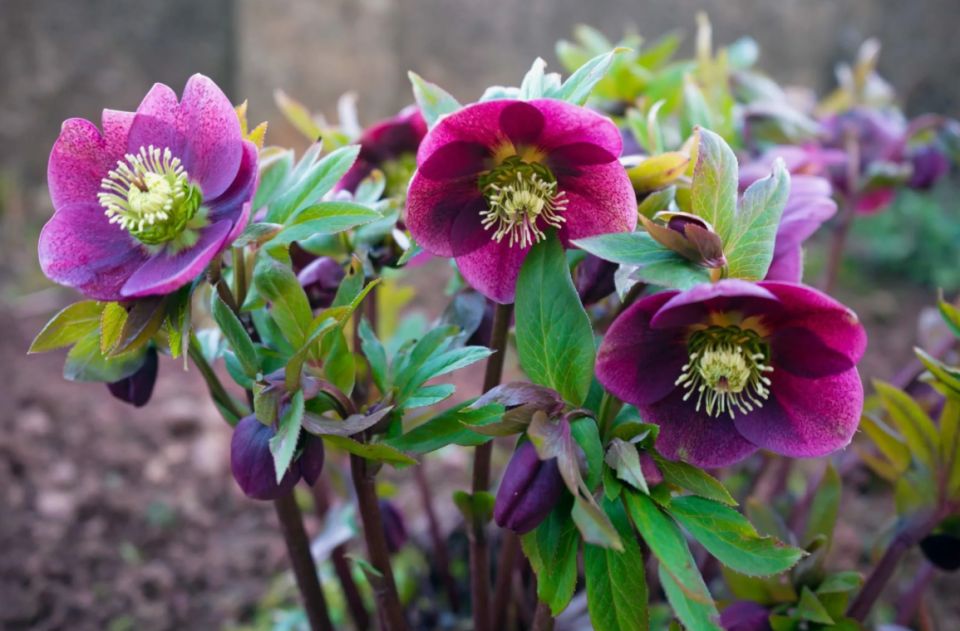 Тень и влагоемкость превращаются в зелёную симфонию: 4 стойких многолетника для влажной тени