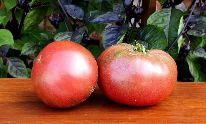 ������� ��������-��������� �����: ������ ����� �������� ����� ��� ������