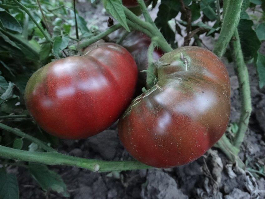 ���������� ������� �� ������: ���������� ����� � �������� ������� � ����� ������