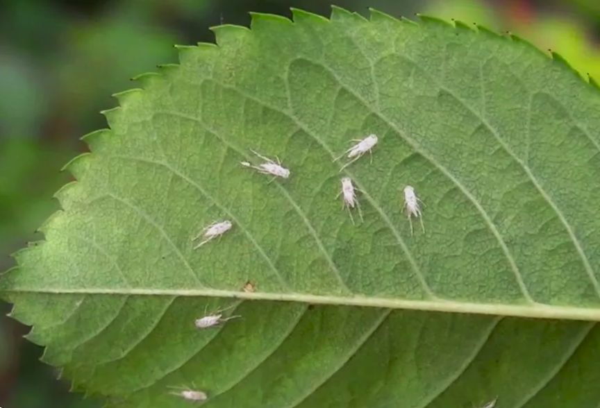 ��������� ������� � ������� ���� ��������: ��� ���������� � ����������