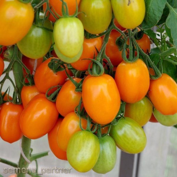 ����� ��������� ����: ��� ������������ ������ ������������ ������ � ��������