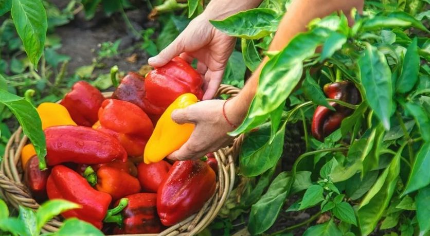 Плотная посадка перца как жизненный стиль аграрного сада