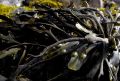 Морская капуста – деликатес со дна морского: кому стоит включить ее в рацион