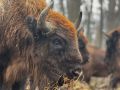 В Мордовию переезжает 10 зубров из Окского заповедника, который расположен в Рязанской области