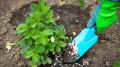 Секреты весеннего ухода за клубникой: как получить богатый урожай