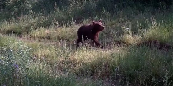 Мордовский заповедник поделился кадрами с видеоловушки, запечатлевшей любопытного медвежонка