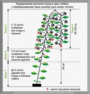 Забытая магия огорода: 50 вопросов, которые волнуют современных садоводов
