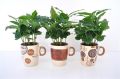 Кофейное дерево: секреты успешного ухода за экзотическим растением