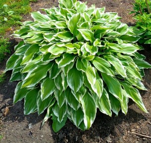 Хоста альбомаргината: неприхотливый герой для вашего сада