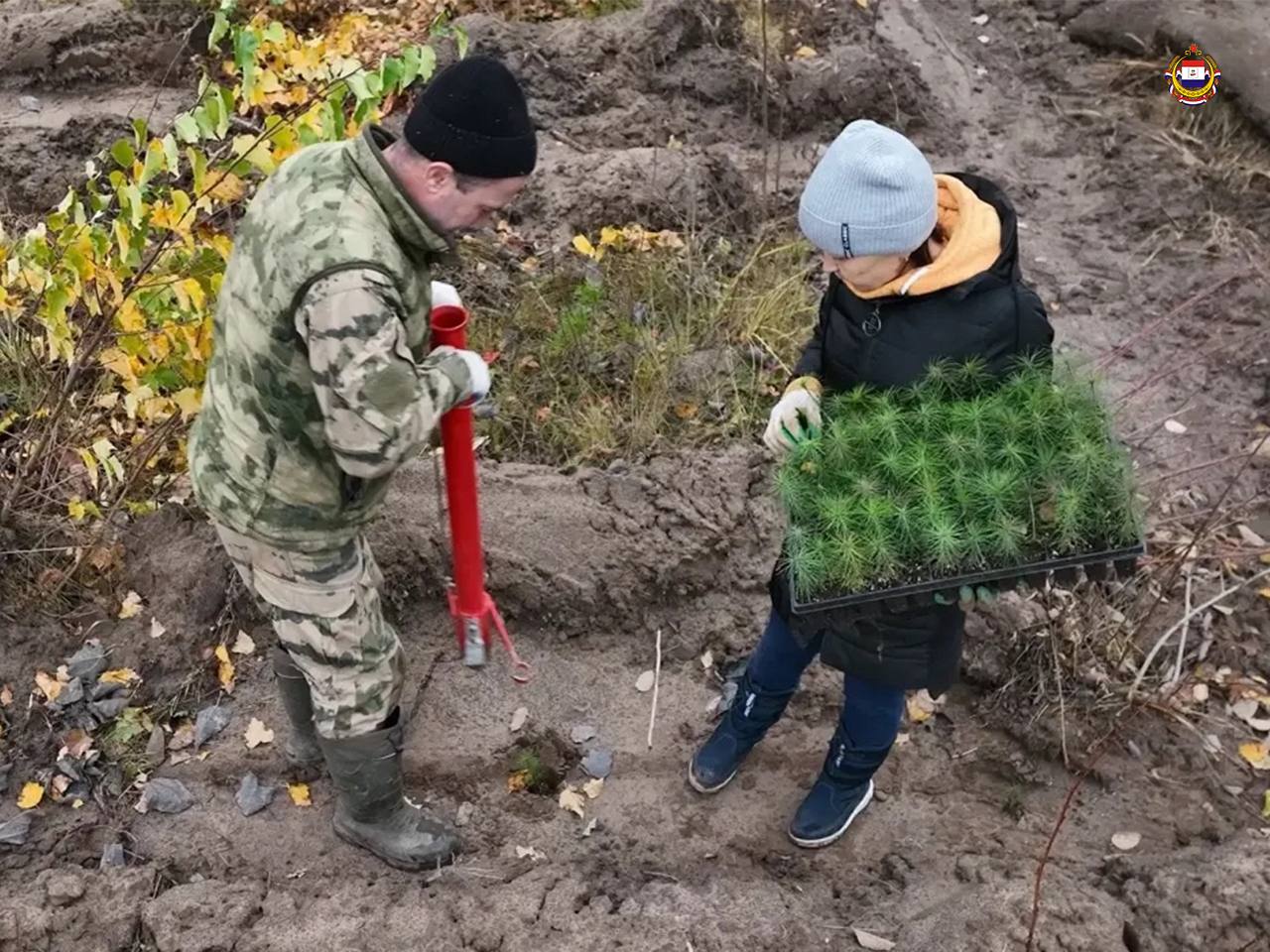 Мордовия прирастает новыми лесами Мордовия прирастает новыми лесами