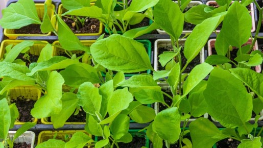 Противные мошки больше не будут атаковать рассаду и цветы: сделайте с ними вот что