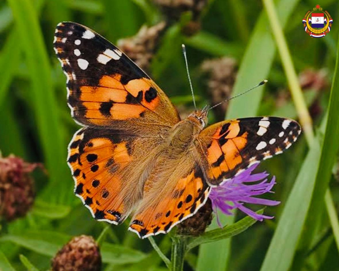 Её видели все. Но мало кто знает: чтобы попасть в наши ладони, именно эта бабочка, возможно, преодолела 5 тысяч километров