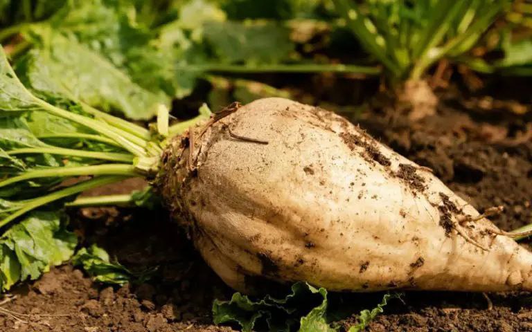 В Мордовии на последней тысяче гектаров завершается уборка сахарной свеклы