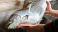 Мыть или не мыть рыбу перед готовкой: Роспотребнадзор поставил точку в спорном вопросе