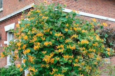 Жимолость Тельмана: как создать идеальный сад с помощью этого невероятного растения