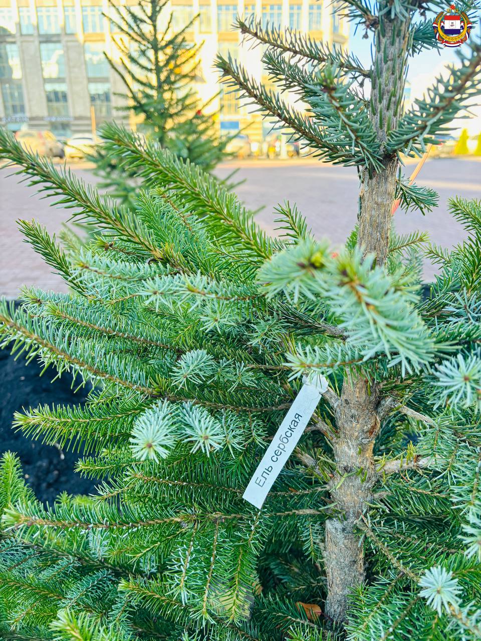 А вы уже видели, какие зелёные насаждения появились в центре нашей столицы? А вы уже видели, какие зелёные насаждения появились в центре нашей столицы?