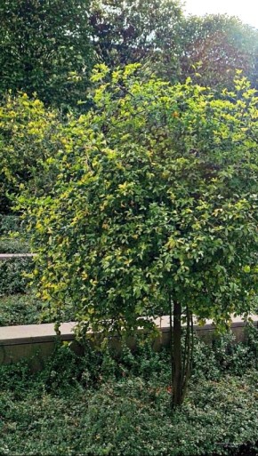 Плоды понцируса: красота и удивление парка Галицкого