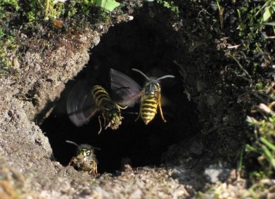 Как справиться с осами в саду: советы по ликвидации гнёзд без паники