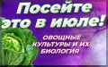 Что можно посеять в июле: секреты успешного урожая от опытных огородников