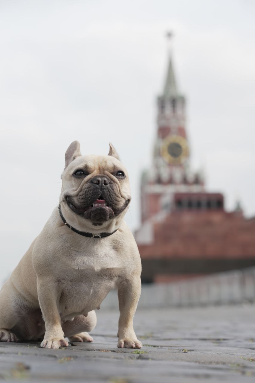 Кинологический фристайл – это не просто дрессировка, а настоящая зрелищная дисциплина, где собаки демонстрируют не только послушание, но и артистичность! Кинологический фристайл – это не просто дрессировка, а настоящая зрелищная дисциплина, где собаки демонстрируют не только послушание, но и артистичность!